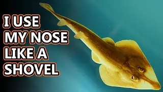 Guitarfish facts: fish shaped like a guitar | Animal Fact Files
