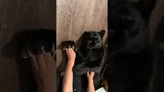 Ouch!, Why kitty shaped then???