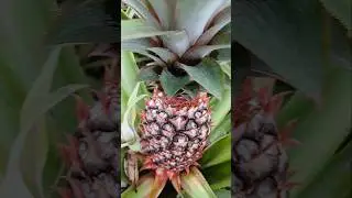 NANAS ASLI NUSA PENIDA|BALI #pineapple #nanas #viralvideo #viralshorts #buah
