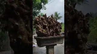 ((Đ&atilde; b&aacute;n))S978&hellip;si&ecirc;u phẩm ngọn duối nu bứu lh 0339427970 Zalo