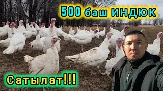 500 баш ИНДЮК САТЫЛАТ #тоокбазар#итбазар #малбазар #барахолка #жаймабазар 