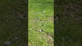 Butterfly in slow-motion flying #slowmotion #insects #bugs #flying