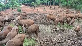 asam cheriyakana harin#animals #harin #amazing #mks flok studio#viralvideo2025
