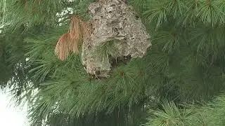 Bald-Faced Hornets Wasp Nest SMASHED