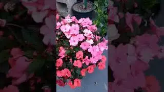 Blooming of Mix Phormium Bronze Plant
