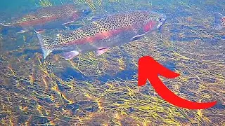 Stocked Rainbow Trout Fishing Salt River Arizona (Underwater Trout Footage)