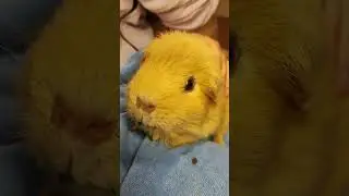 Wahnfried eats recovery food from a syringe #guineapig #cute #pets