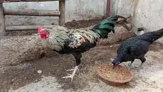 Young Aseel Rooster and Hens | #aseelbreed #pets 