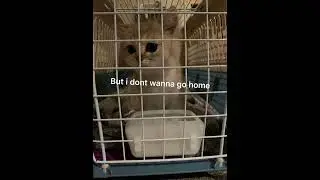 En lille nutet video