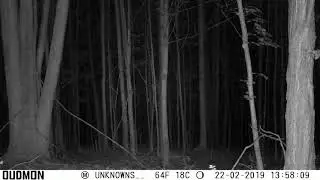 To me black shadows & spirit's???A lot going on in tree line