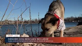 Playing the name game, local rescues name dogs after Broncos superstar Bo Nix