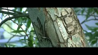Canon HF s20 Sample