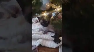 The proper way to decorate a christmas tree #treedecorating #siamesecatlovers #cute #diy