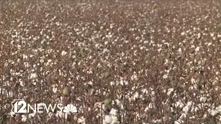 Tariffs hurt Arizona cotton industry