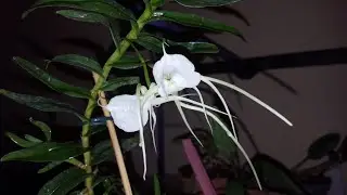 Angraecum germinyanum -цветение и уход