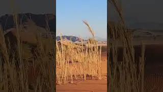 Idziemy przed zmierzchem na wydmę Elim 🇳🇦#namibia #dune #namibiaselfdrive #namibianature #sesriem