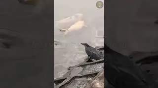 A smart bird using bread to catch a fish #shorts.