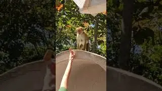 The monkey is afraid to take food from human hands #monkeys  #animals #cute