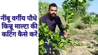 #kinnu_and_Malta_ki_pruning #किन्नू व #माल्टा की कटिंग कैसे करें !! पौधों में कटिंग के फायदे