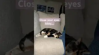 Does anybody else find their cat dozing off next to them oddly comforting? #catshorts #catvideo #cat