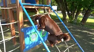 Dog climbs rope ladder (*wow*) - Appenzeller Sennenhund