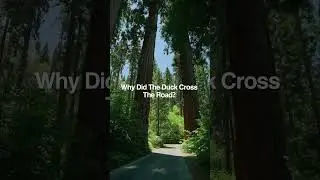 Duck Joke