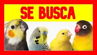 ✅ Что делать, если вы потеряли птицу?
