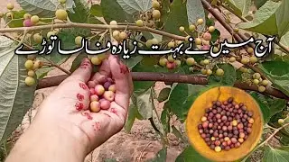 falsa fruit season in pakistan |falsa fruits in village |daily village life