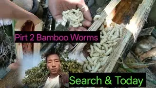 Pirt 2 Bamboo Worms & Search in Today 