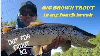 BIG BROWN TROUT in my lunch break.