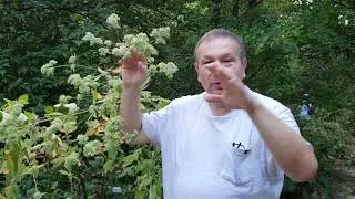 The winged valerian