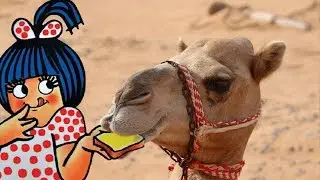 Amul&rsquo;s Camel Adventure