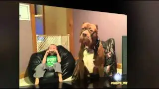 175-Pound Pit Bull Hulk's Big NYC Adventure2:12