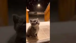 Don't scroll &ldquo;Snowy Night Rescue ❄️ Tiny Kitten Saved ❤️ #kittenrescue #animalrescue #catlovers