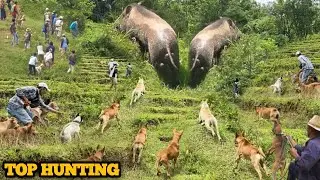 TOP HUNTING MOMENT !!! BEST OF WILD BOAR HUNTING&bull;A COLLECTION OF VIDIOS  &bull; AMAZING HUNT