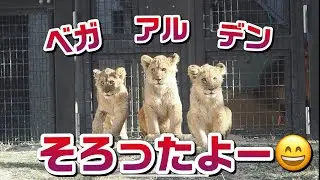 チビーズがそろったよー✌️【三つ子の兄弟妹】 #のんほいパーク #シルク #三つ子 #ライオン #アース #旭山動物園 #桐生が岡動物園 #安佐動物園 #lion #ベガ #兄弟