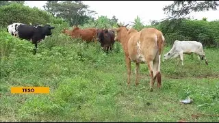 Restocking Programme: NRM Support in Teso Hinges on Livestock Restocking