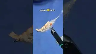 Foam Shrimp Fly Pattern!