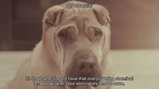 Angry Orange Pet Odor Eliminator Review: Does It Truly Eliminate Dog Urine Smells?