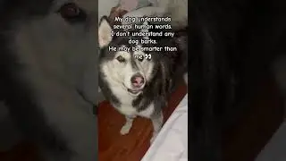 Dogs are smart #dogparent #funnyvideo #dogvideos #huskylife #talkingdog