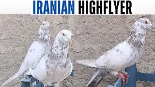 iranian high flyer pigeons