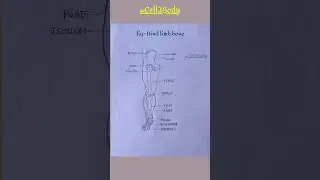 hind limb bone/#ytshorts #bone #bio #biology #bones #study #viral