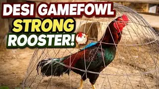 Desi Gamefowl Rooster | Strong & Colorful Aseel | Rooster | Irfan Khan Birds