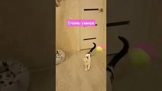 #бог #душа #cat #кошка #животные #любовь