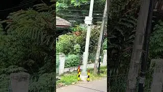 Kali ini aksi Oyen jailin anjing tetangga #cat #kucingoyen #kucingbarbar