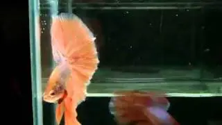 Betta Splendens _ (0710-83) Purple Orange HM STM.mp4.flv
