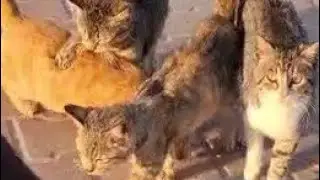 Нет мяуканья | День с кошками на пляже | Что произошло, когда мы пошли на пляж 😅 #кошка #минивлог...