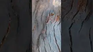 doğalağa&ccedil; &ccedil;ukur tabak, el oyma ağa&ccedil; tabak,