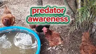 How To Read Your Hens Posture