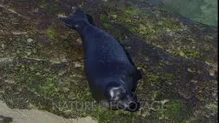 Pacific Harbor Seals (Phoca vitulina richardsi)